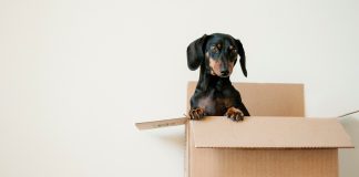 chien-dans-un-carton-de-déménagement