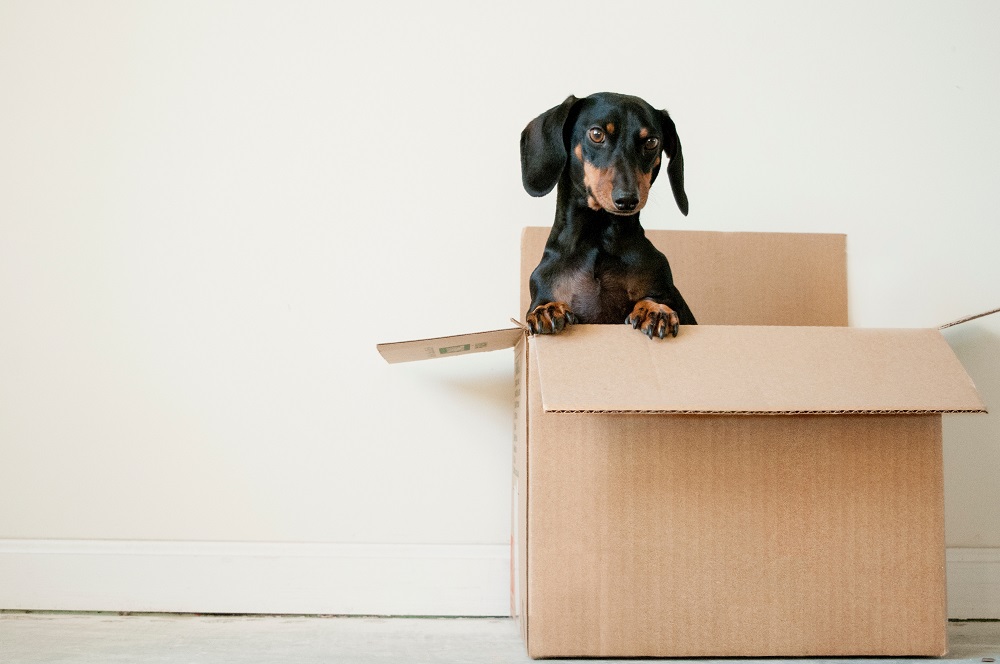 chien-dans-un-carton-de-déménagement