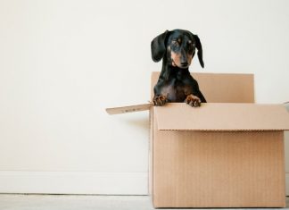 chien qui sort d'un carton de déménagement